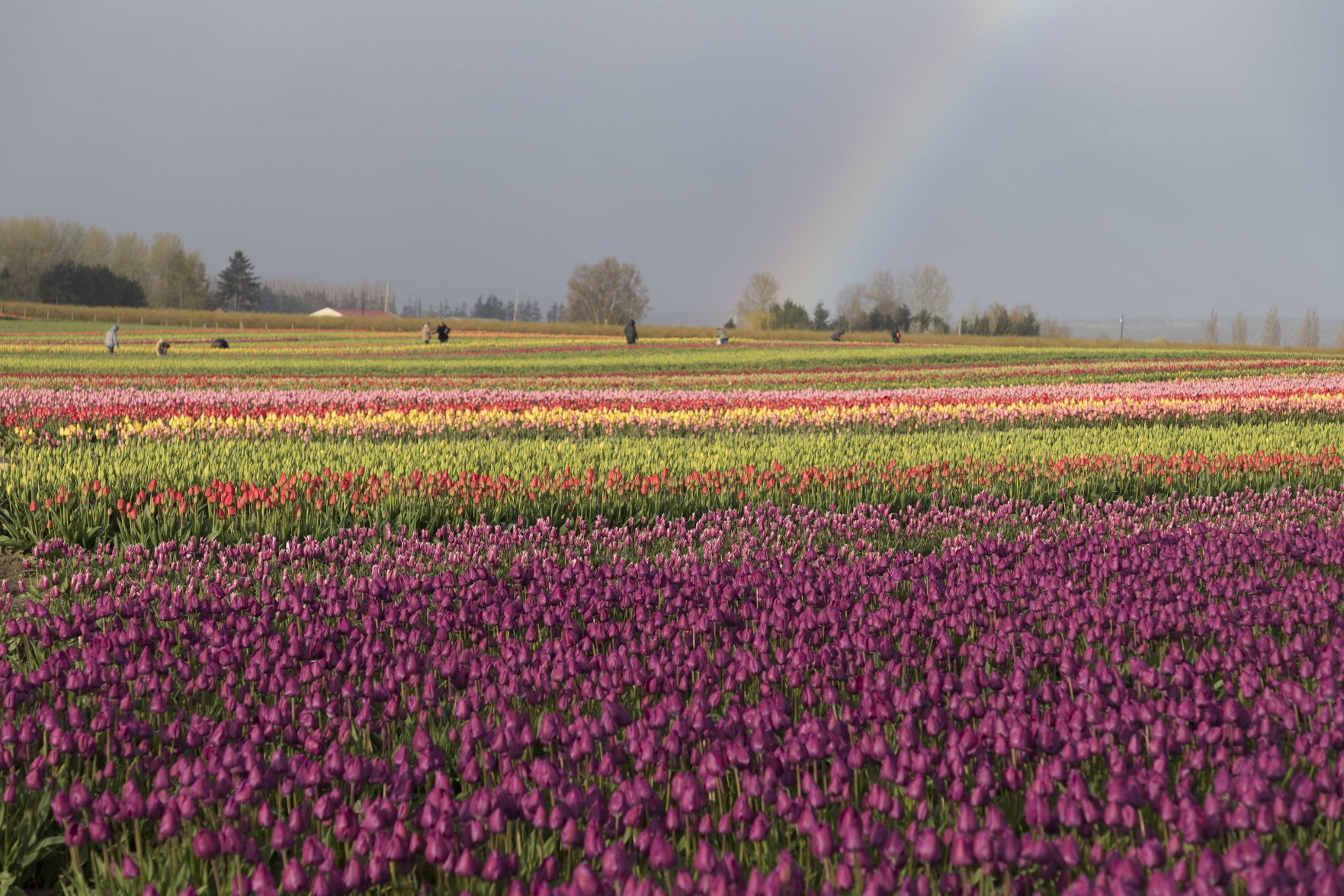 Rainbow in Tulip Fields